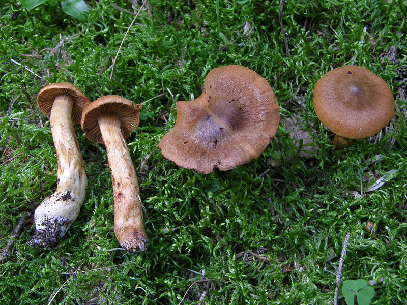 Cortinarius rubellus/C.orellanoides var. speciosissimus